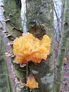 Image of Witches butter