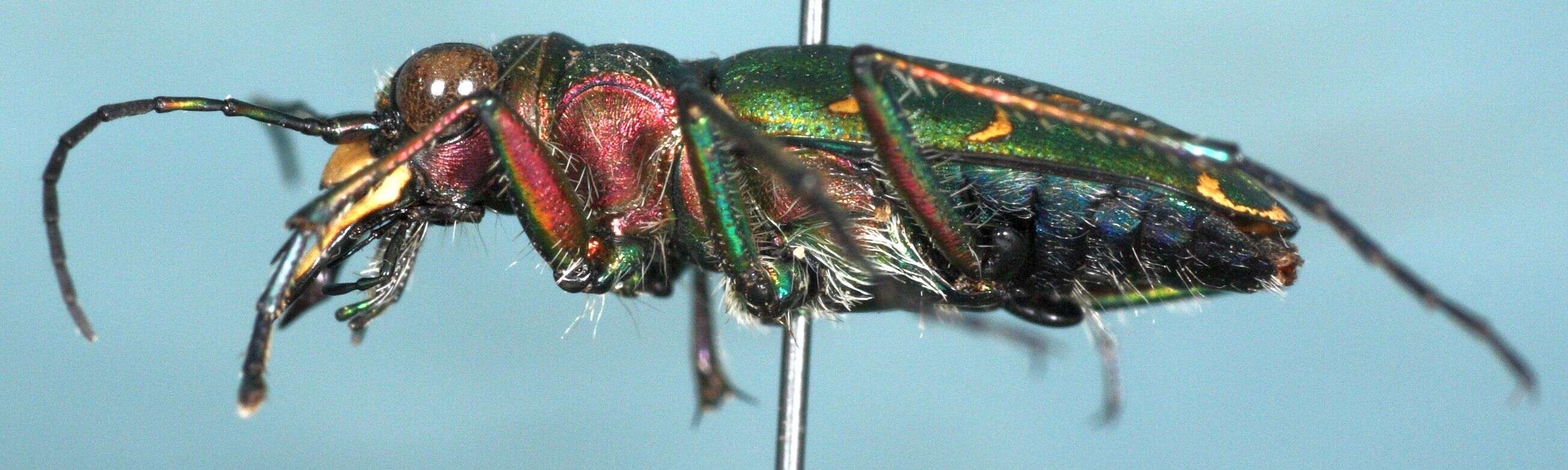 Image of Green tiger beetle