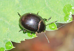 Image of Chrysolina