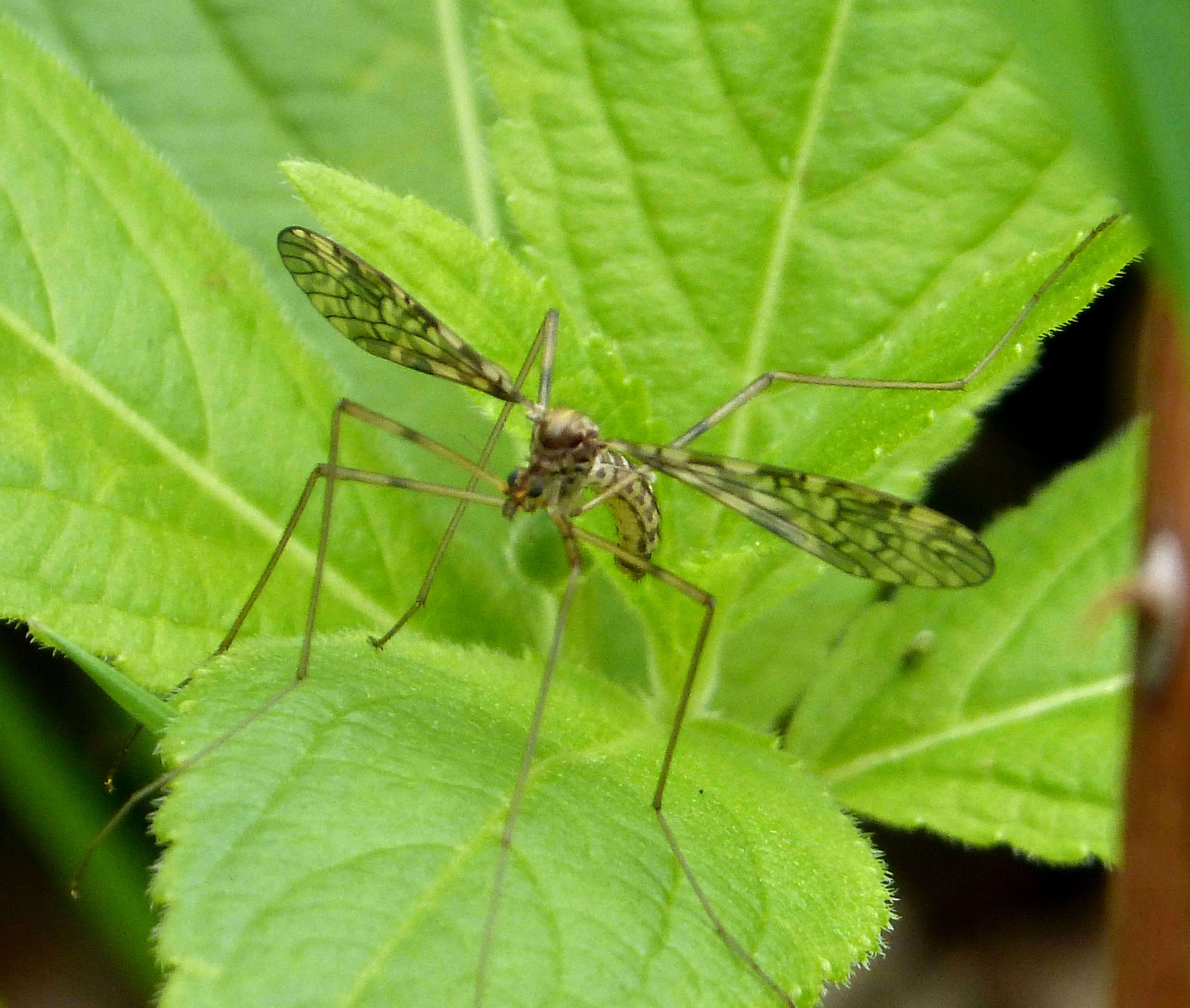 Image of Epiphragma (Epiphragma) ocellare (Linnaeus 1760)