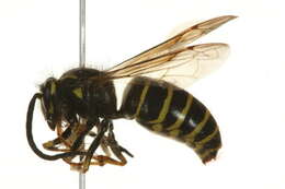 Image of Northern Aerial Yellowjacket