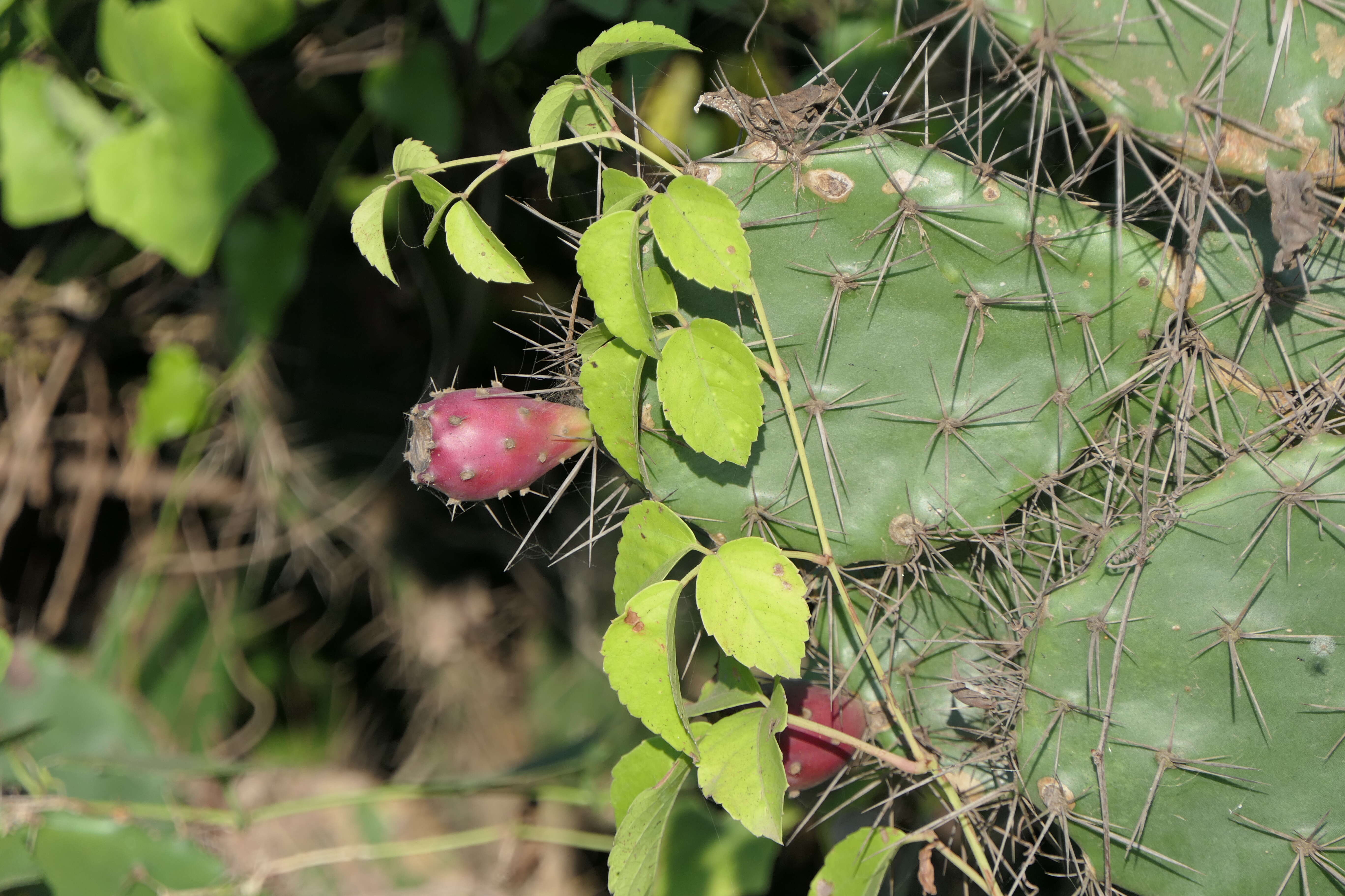 Imagem de Opuntia tuna (L.) Mill.