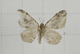 Image of Xanthorhoe saturata Guenée 1857