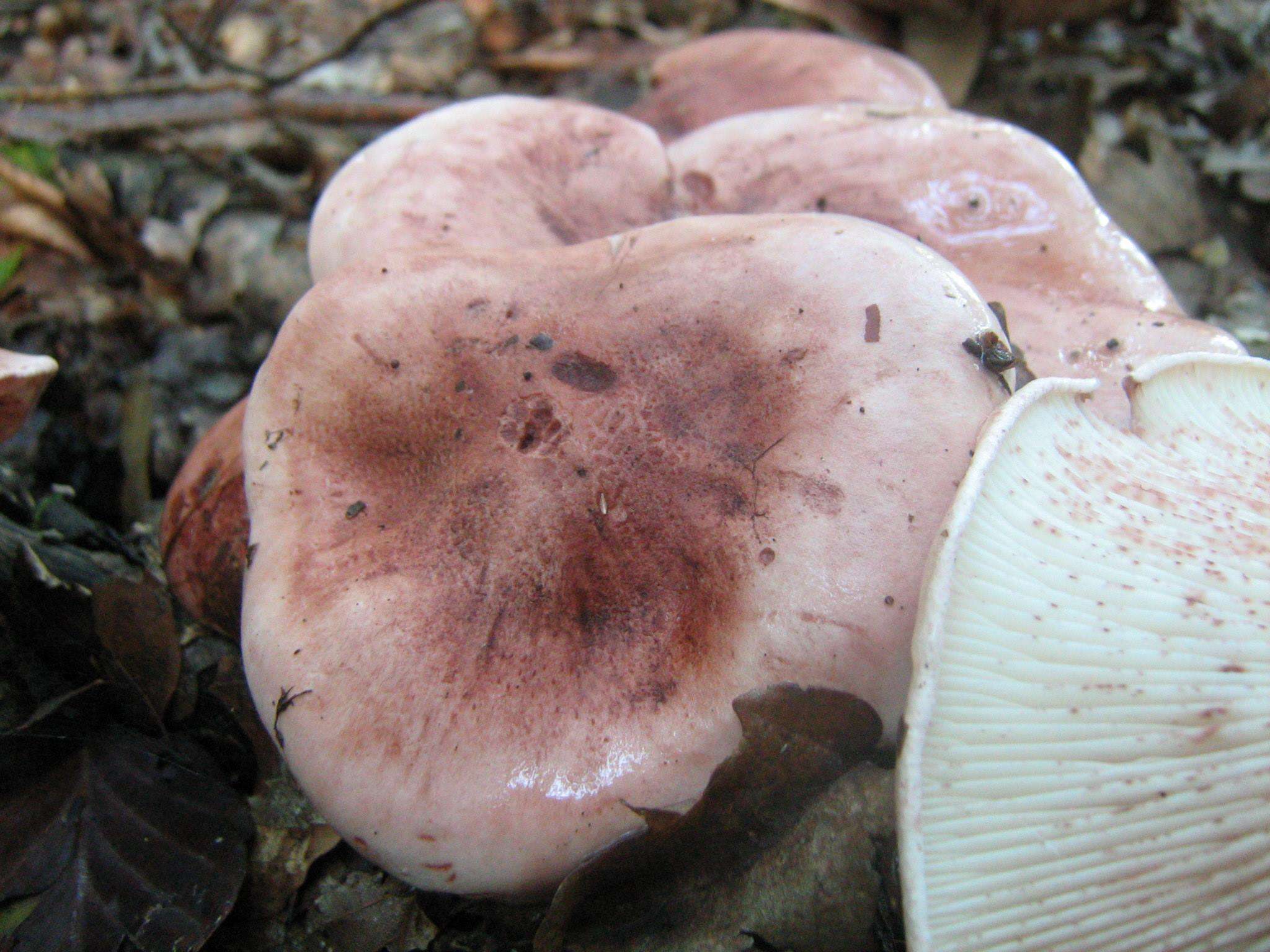 Image of Hygrophorus russula (Schaeff. ex Fr.) Kauffman 1918