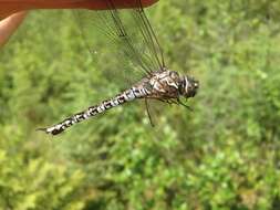 Image of Zigzag Darner