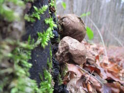 Image de Vesse de loup en poire