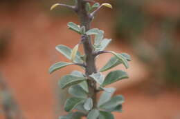 Image of Eastern sesame-bush