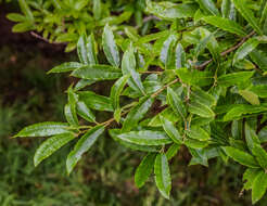 Image de Quercus salicifolia Née