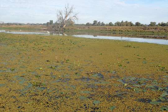 Image of floating watermoss