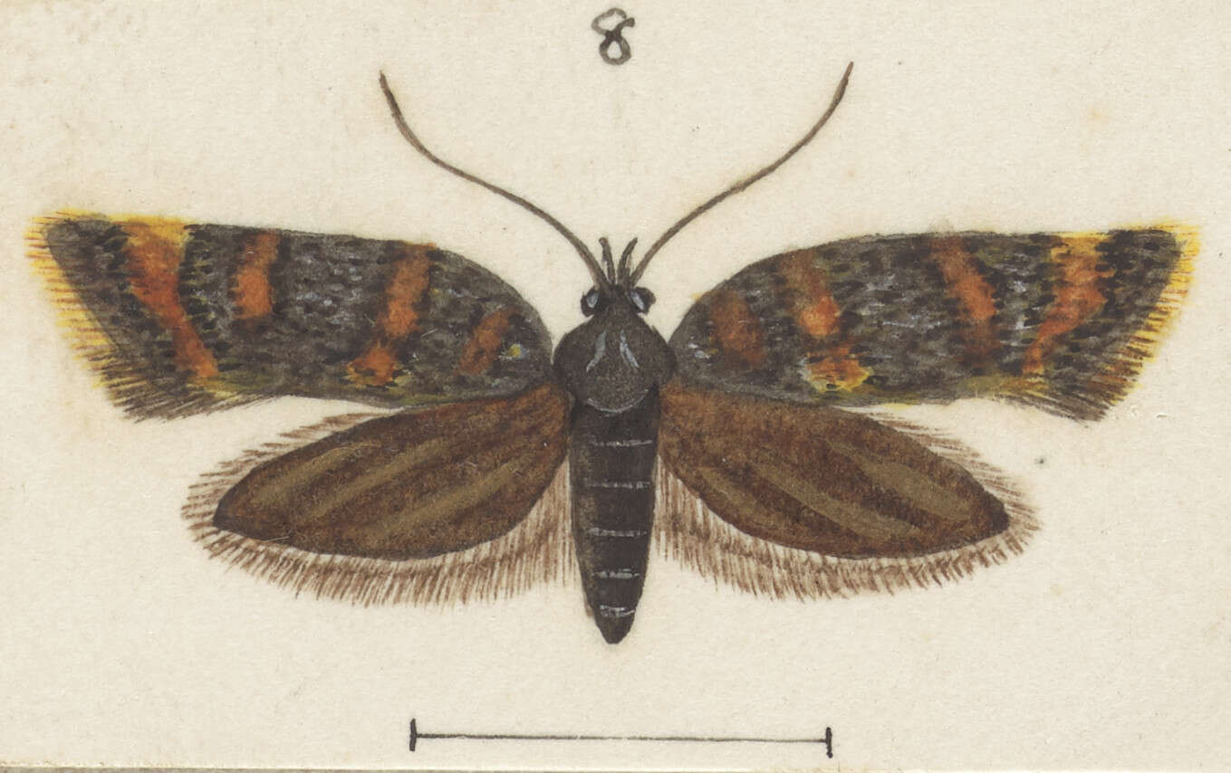 Слика од Tingena xanthomicta