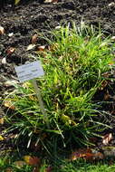 Image of Large Yellow-sedge