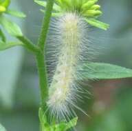 Imagem de Spilosoma virginica Fabricius 1798