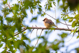 Image de Bombycilla Vieillot 1808