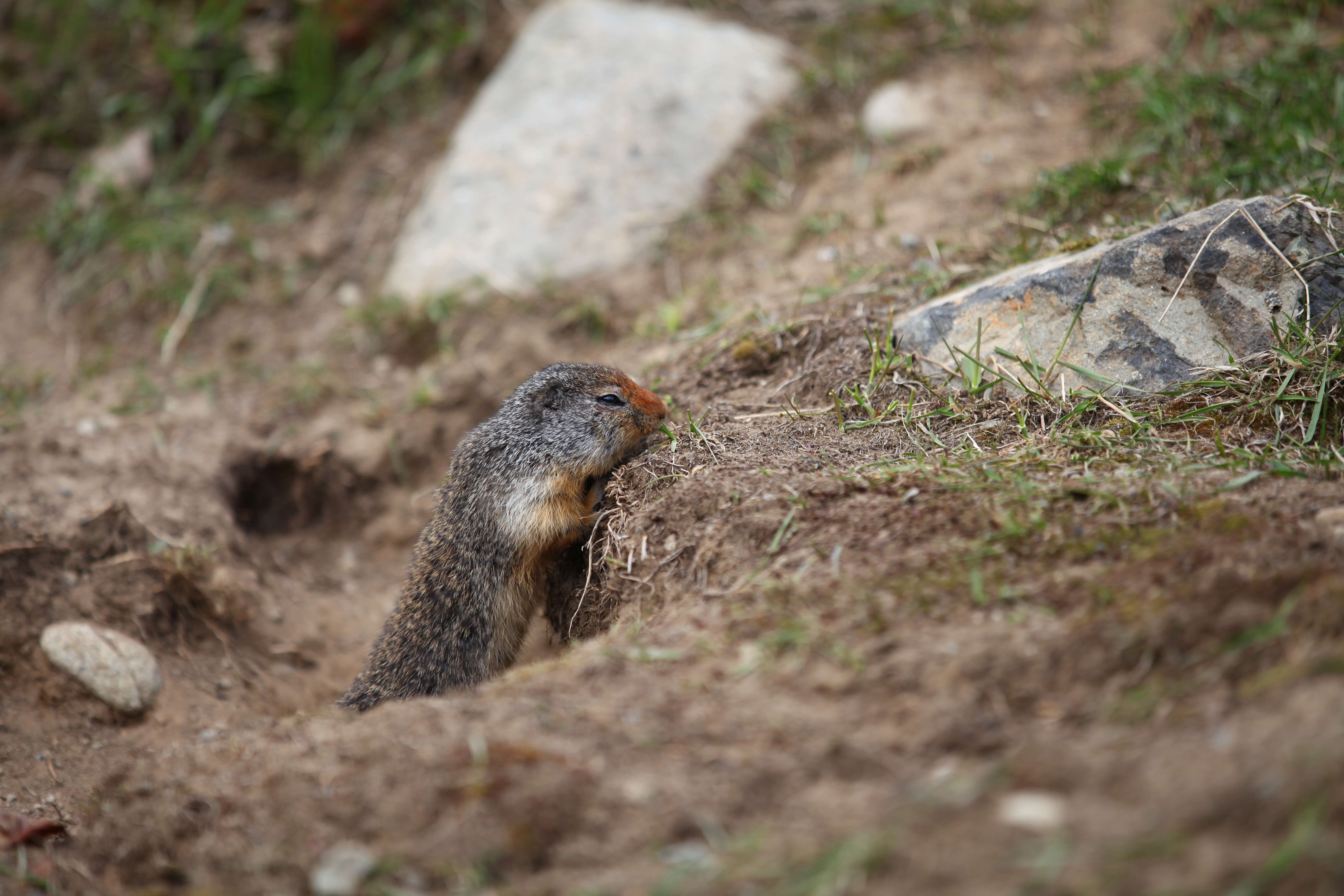 Image of Columbian ground squirrel