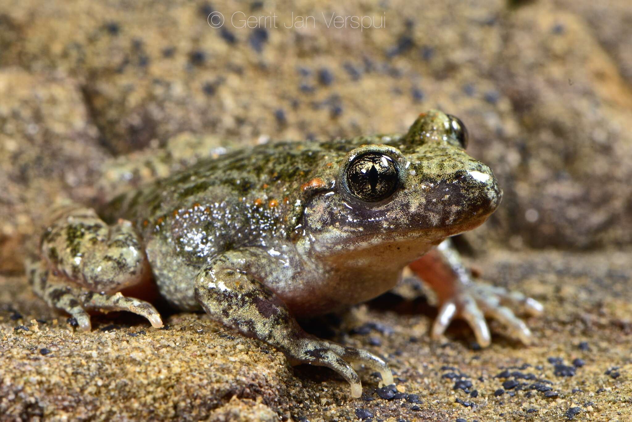 Image of Moroccan Midwife Toad