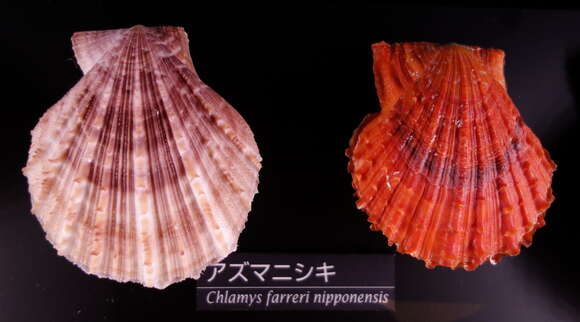 Image of Chlamys farreri