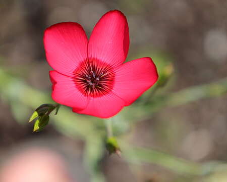 Image of flowering flax