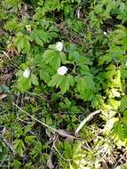 Image of European thimbleweed