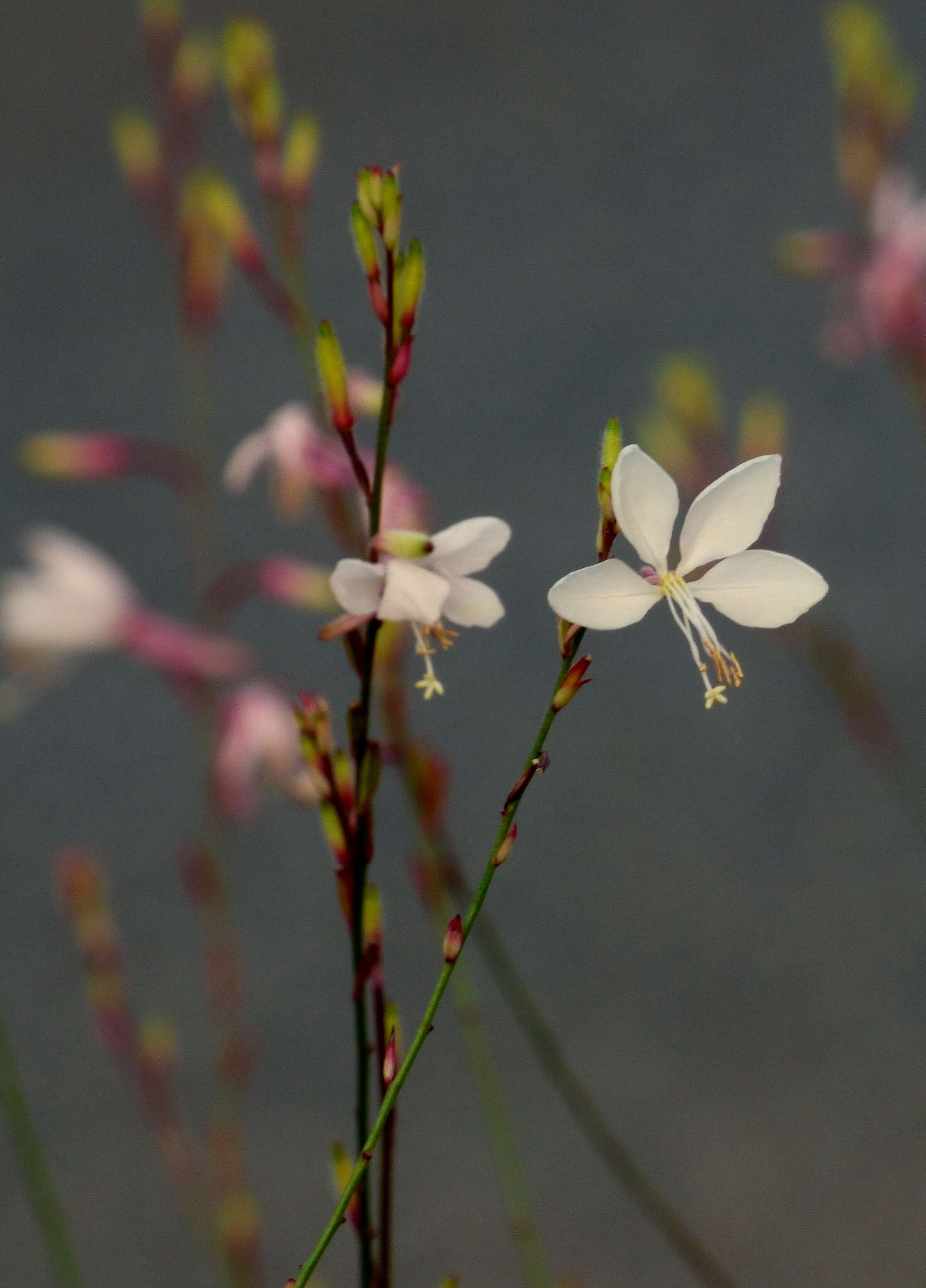 Image de Gaura