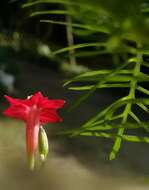 Image of Cypress Vine