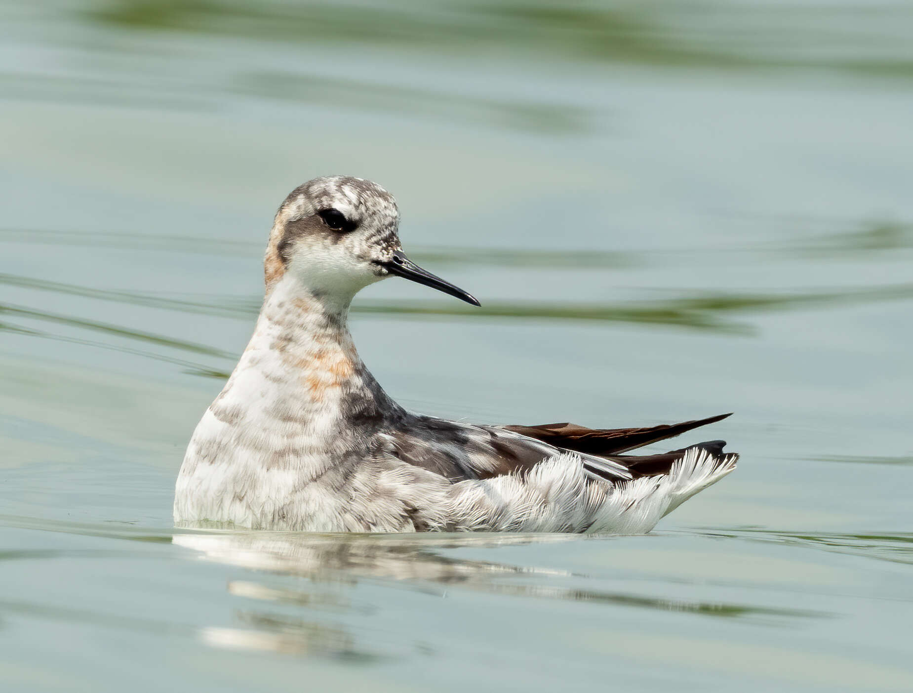 Imagem de Phalaropus lobatus (Linnaeus 1758)