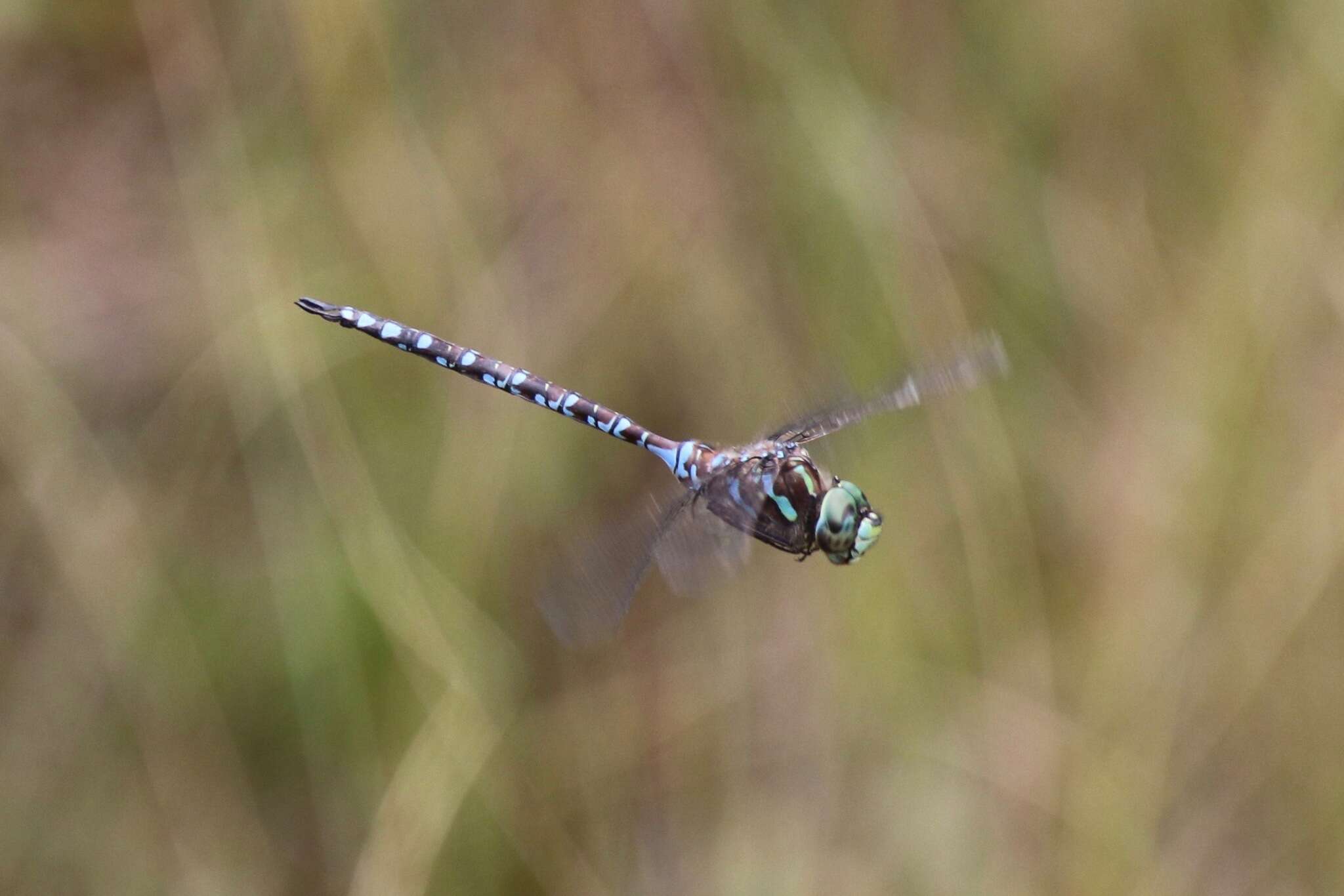 Image of Canada Darner