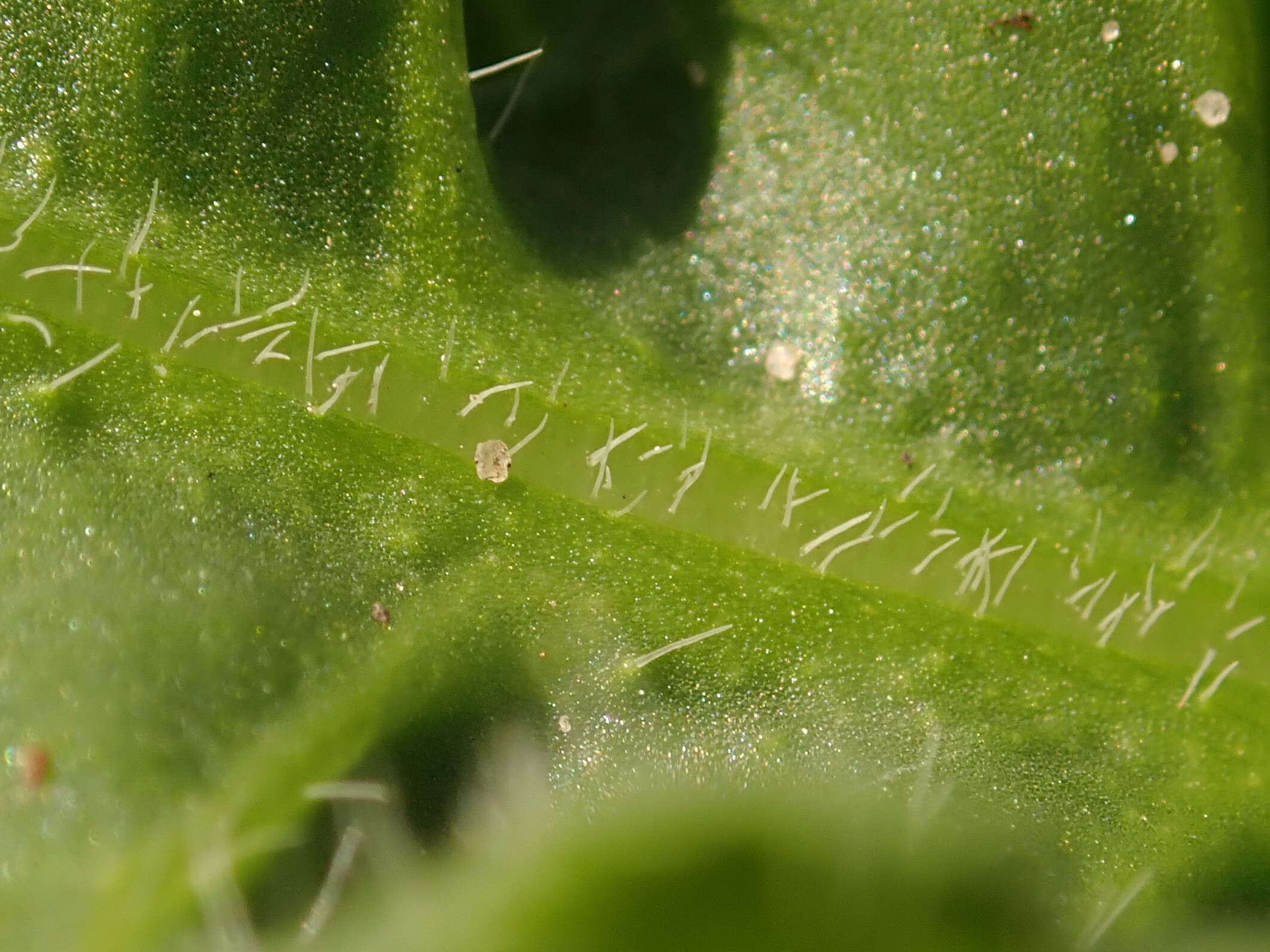 Imagem de Limonium sinuatum (L.) Miller