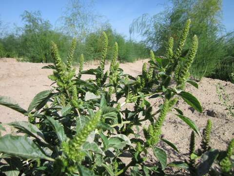 Image of redroot amaranth