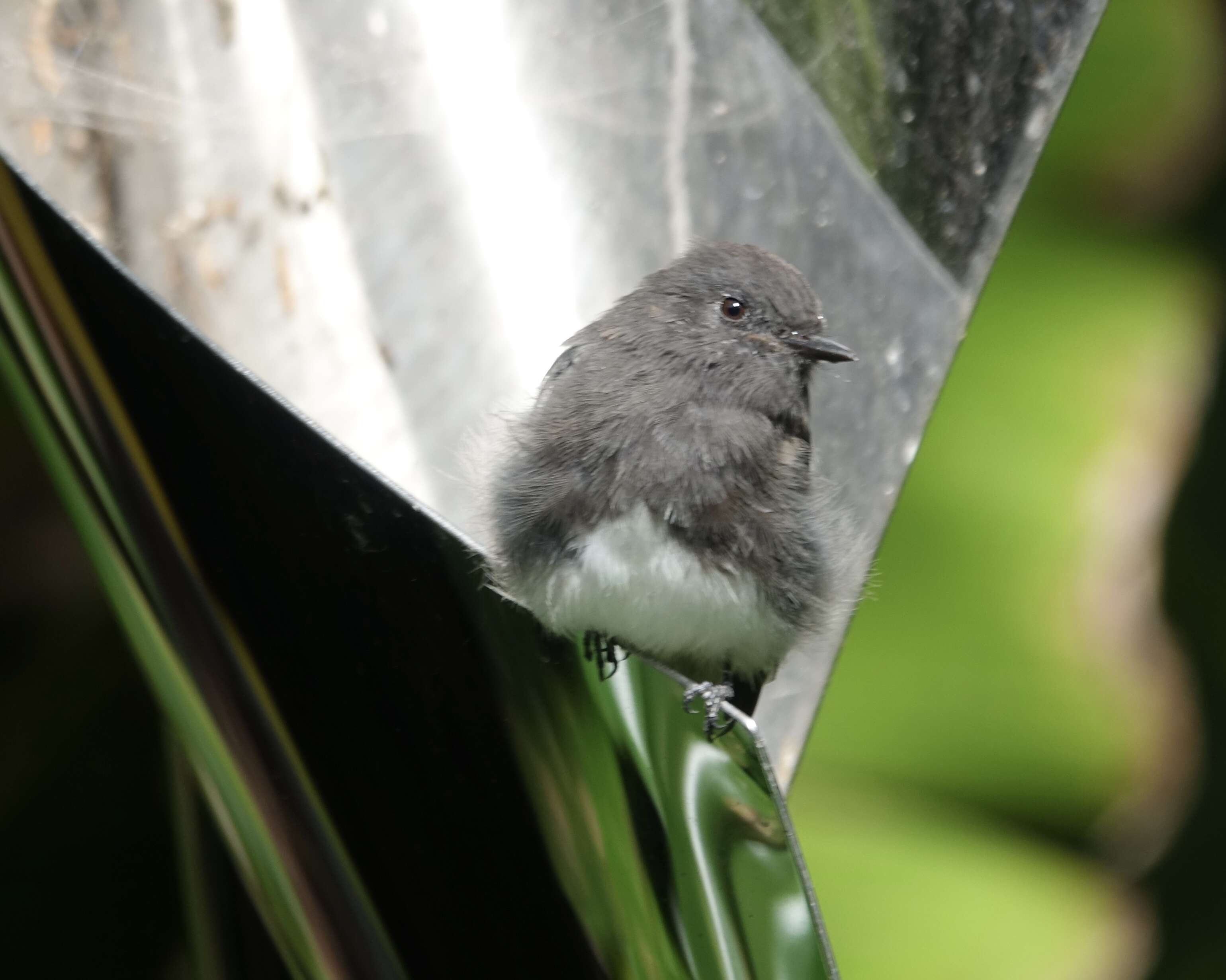 Image of Black Phoebe