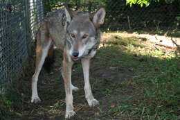 Image of Red wolf