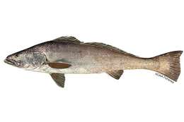 Image of Totoaba