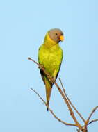 Image of Plum-headed Parakeet