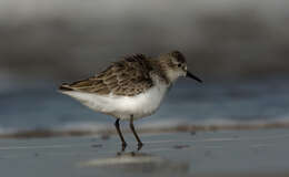 Image of Little Stint