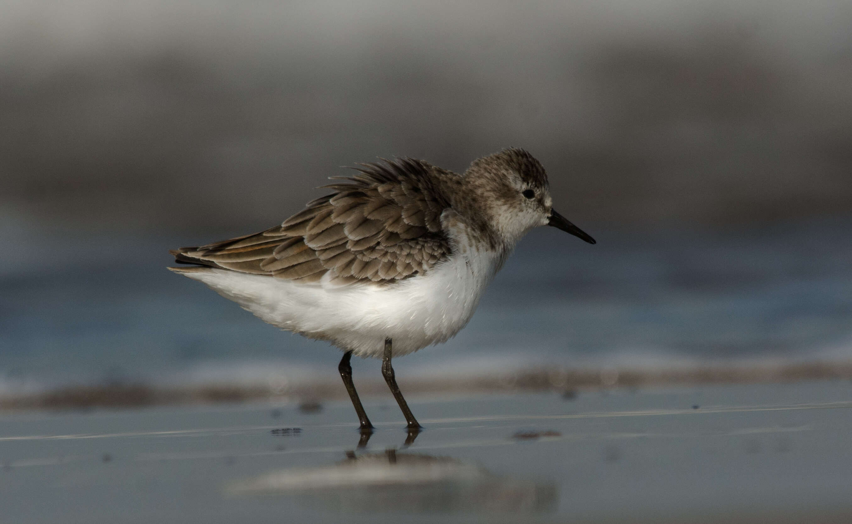 Imagem de Calidris minuta (Leisler 1812)