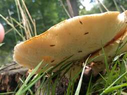 Image of dryad's saddle