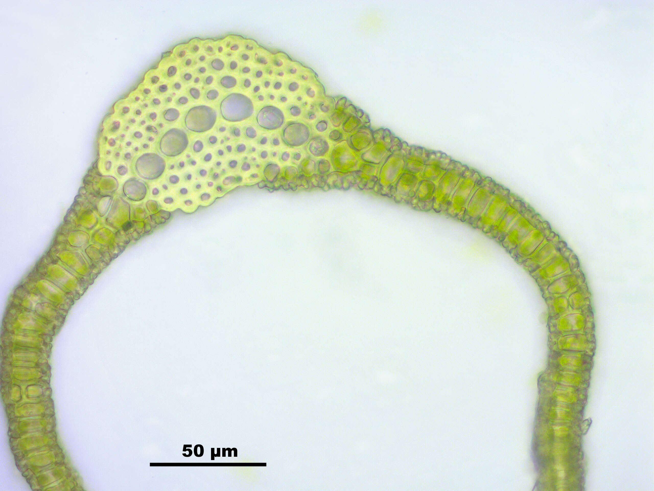 Plancia ëd Tortella fragilis Limpricht 1888