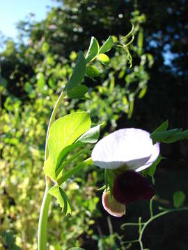 Image of Pisum sativum var. macrocarpum