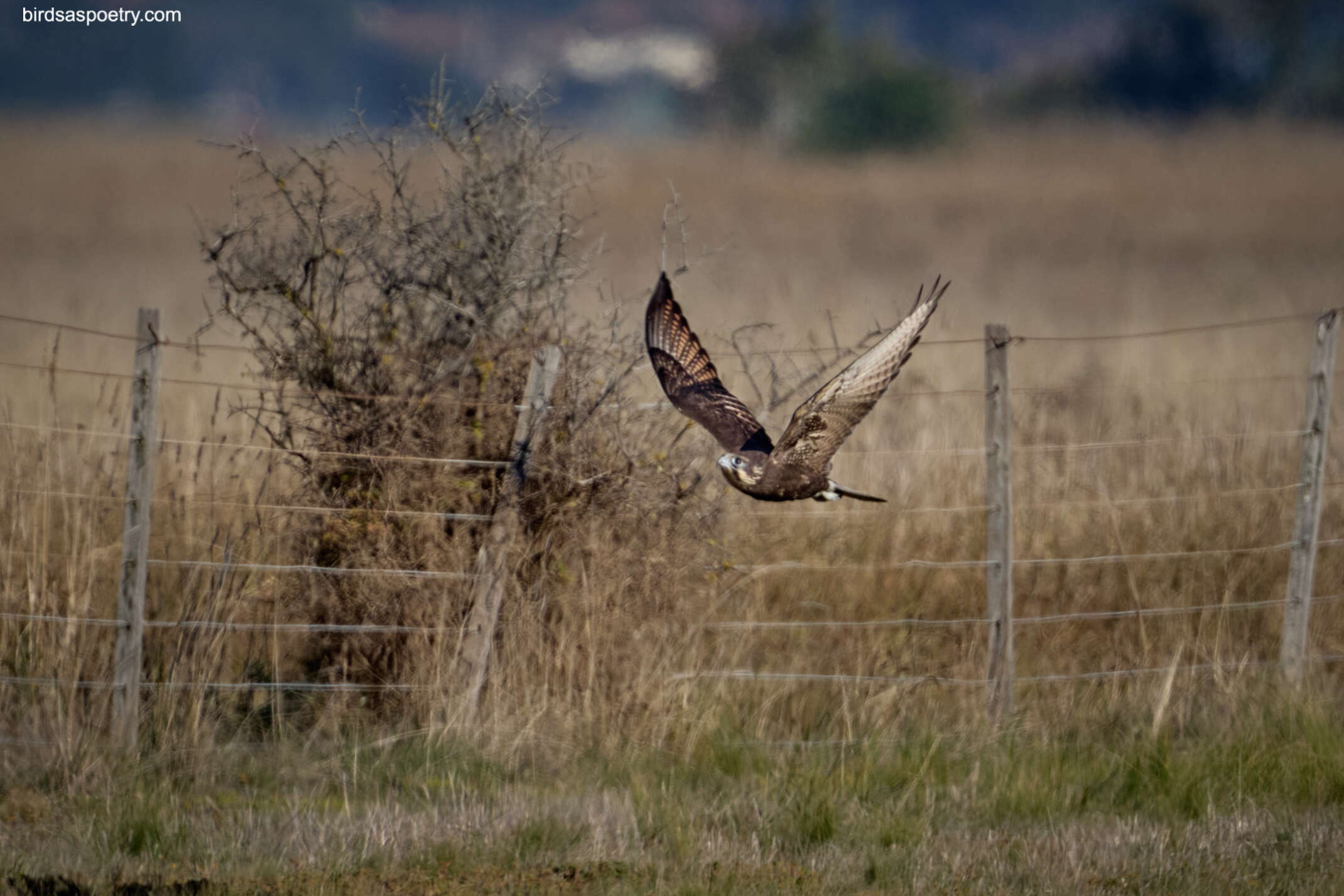 Image of Brown Falcon