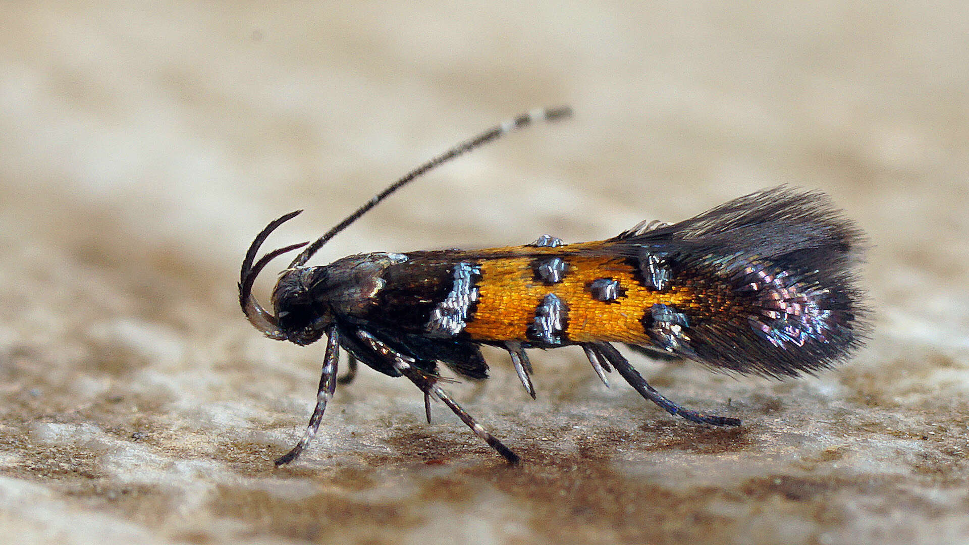 Image of Stagmatophora heydeniella Fischer von Röslerstamm 1842