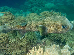 Image of Few-spined Porcupinefish