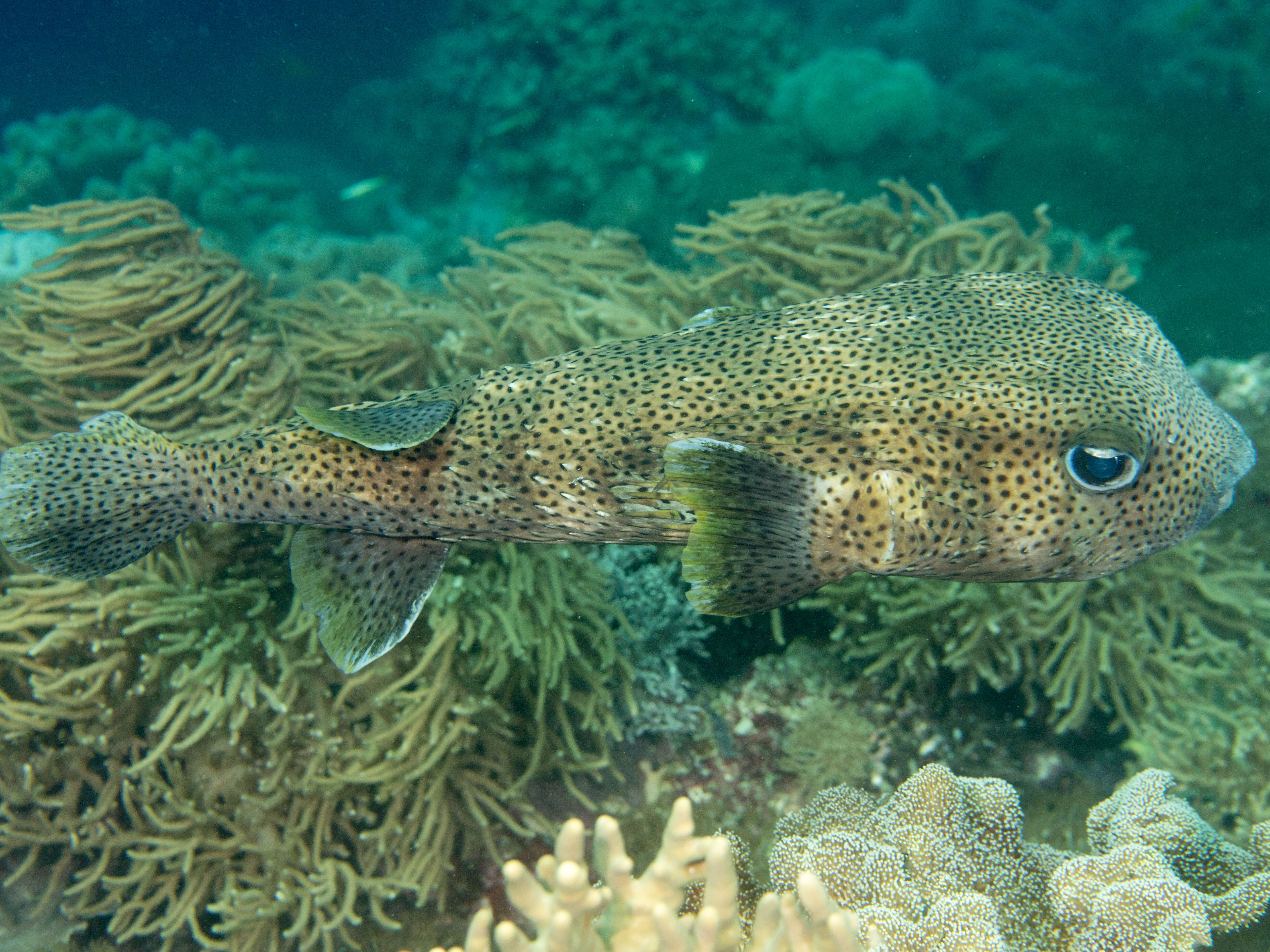 Image of Few-spined Porcupinefish