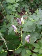 Image of Manchurian monkshood