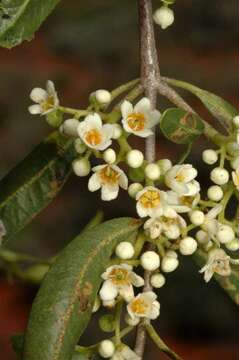 Image of Flindersia maculosa (Lindley) F. Müll.