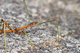 Image of Northern Walkingstick