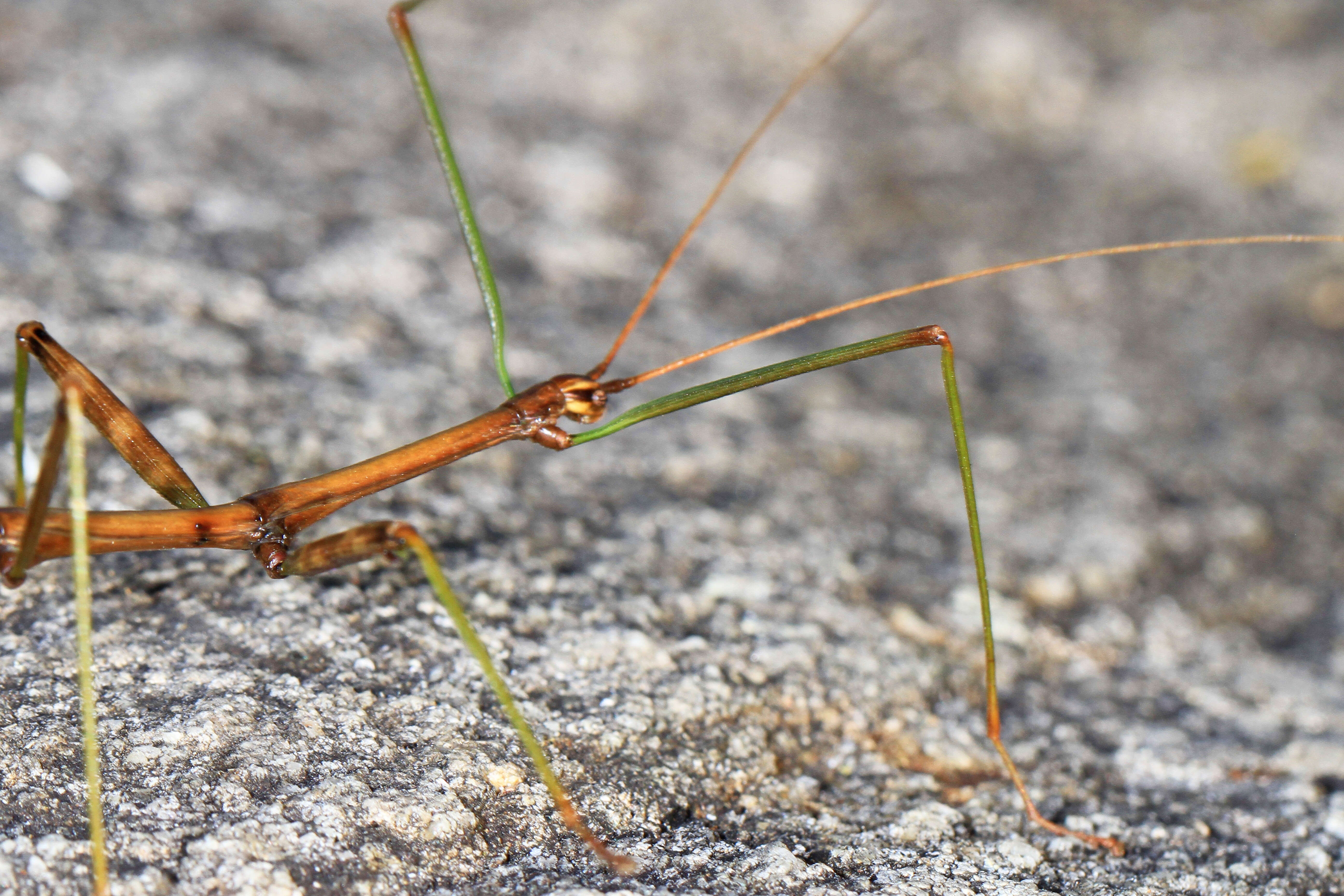 Image of Northern Walkingstick