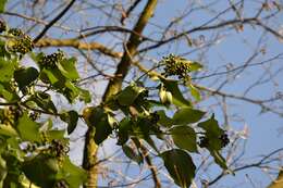 Image of English ivy