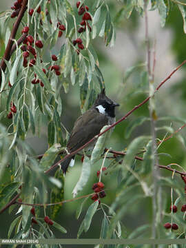 Imagem de Pycnonotus leucogenys (Gray & JE 1835)