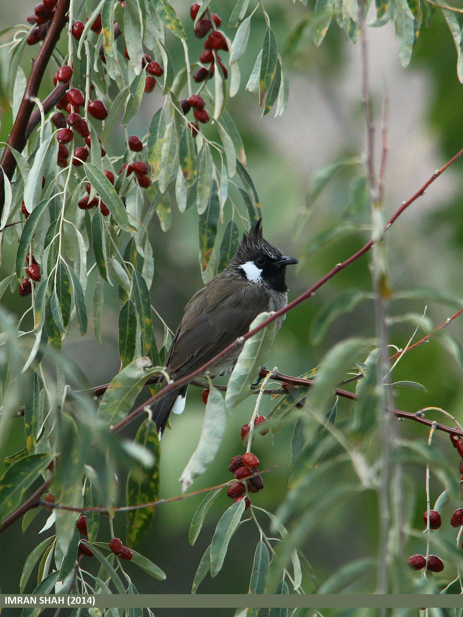 Imagem de Pycnonotus leucogenys (Gray & JE 1835)