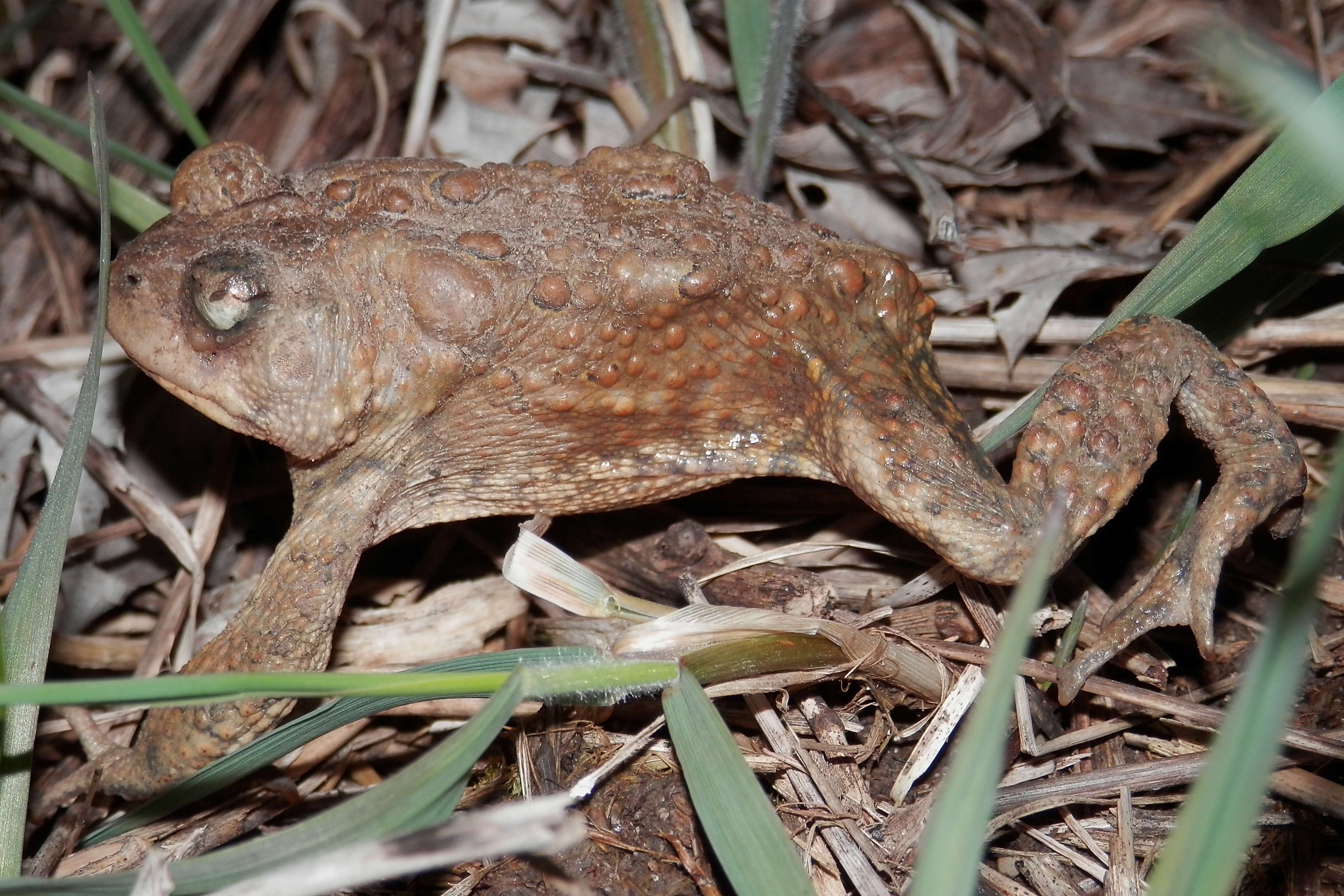 Imagem de Anaxyrus americanus (Holbrook 1836)