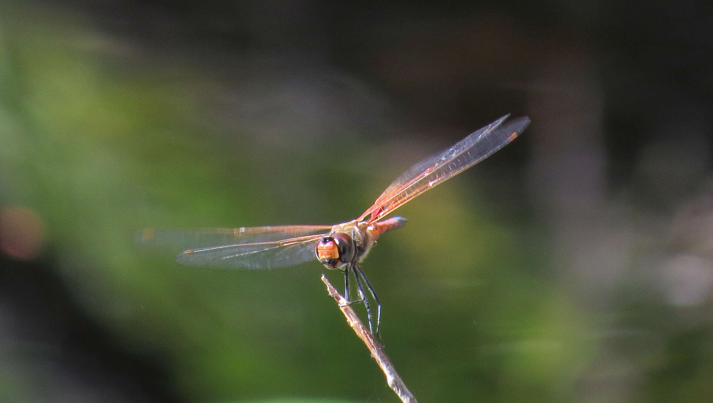 Image of Common Glider